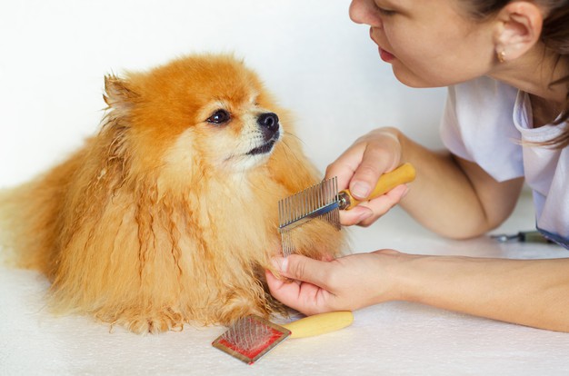 Kadikoy pet kuafor